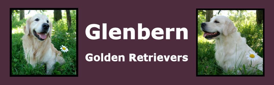 Glenbern Golden Retrievers & Bernese Mountain Dogs