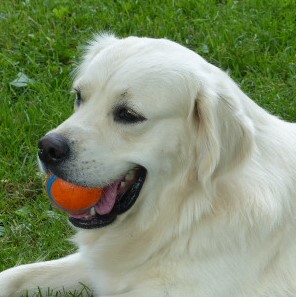 Brouny Sent From Heaven